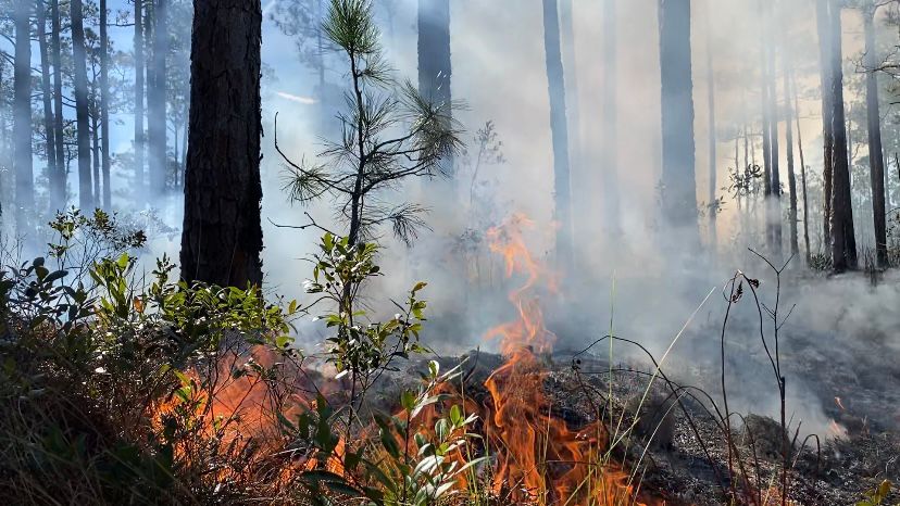 The Nature Conservancy conducts a controlled burn in Pender County. (Spectrum News 1/Natalie Mooney)